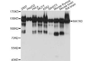 Western blot analysis of extracts of various cell lines, using MATR3 antibody (ABIN6290614) at 1:1000 dilution. (MATR3 Antikörper)