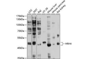 Western blot analysis of extracts of various cell lines, using HRH4 antibody (ABIN6128034, ABIN6141989, ABIN6141990 and ABIN6214303) at 1:1000 dilution. (HRH4 Antikörper  (AA 194-304))