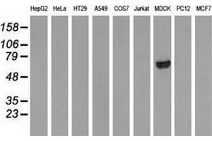 Western blot analysis of extracts (35 µg) from 9 different cell lines by using anti-ARHGAP25 monoclonal antibody. (ARHGAP25 Antikörper)