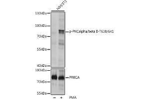 Western blot analysis of extracts of NIH/3T3 cells, using Phospho-PKCalpha/beta II-T638/641 pAb (ABIN3019760, ABIN3019761, ABIN3019762, ABIN1681948 and ABIN1681949) at 1:1000 dilution or PRKCA antibody (ABIN6128461, ABIN6146197, ABIN6146198 and ABIN6217299). (PRKCA/PRKCB (pThr638), (pThr641) Antikörper)
