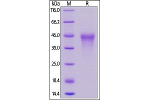 Human CD27, His Tag on  under reducing (R) condition. (CD27 Protein (AA 21-192) (His tag))