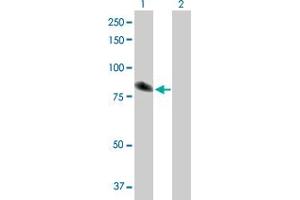Western Blot analysis of TXNDC3 expression in transfected 293T cell line by TXNDC3 MaxPab polyclonal antibody. (TXNDC3/NME8 Antikörper  (AA 1-588))