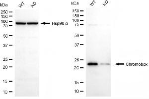 Western blotting analysis using chromobox antibody (ABIN7800917). (Rekombinanter Chromobox Antikörper)