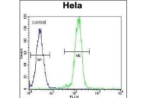 B-RAF Antibody (Center) (ABIN392246 and ABIN2841936) flow cytometric analysis of Hela cells (right histogram) compared to a negative control cell (left histogram). (SNRPE Antikörper  (AA 424-453))