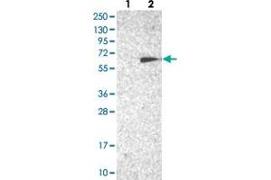 Western blot analysis of Lane 1: Negative control (vector only transfected HEK293T lysate), Lane 2: Over-expression Lysate (Co-expressed with a C-terminal myc-DDK tag (~3. (TC2N Antikörper)