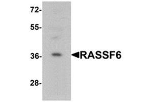 Western blot analysis of RASSF6 in 293 cell lysate with RASSF6 Antibody  at 1 ug/mL.