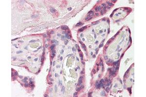 Anti-ESYT1 antibody IHC of human placenta. (ESYT1 Antikörper  (AA 1038-1050))