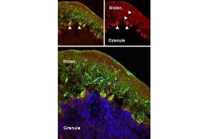 Expression of mGluR5 in rat cerebellumImmunohistochemical staining of perfusion-fixed frozen rat cerebellum sections using Anti-mGluR5 (extracellular) Antibody (ABIN7043250, ABIN7044332 and ABIN7044333), (1:50).