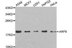 Western blot analysis of extracts of various cell lines, using ARF6 antibody (ABIN5971617) at 1:250 dilution. (ARF6 Antikörper)
