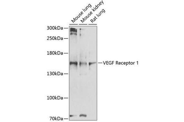 FLT1 anticorps  (AA 20-300)