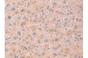 IHC-P analysis of Human Liver Tissue, with DAB staining. (MME Antikörper  (AA 382-538))