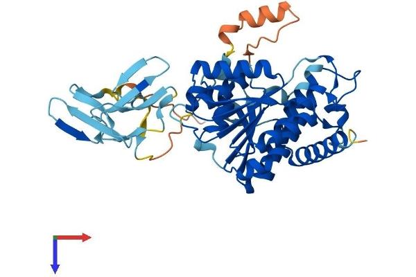 WWOX Protein (AA 1-414) (His tag)