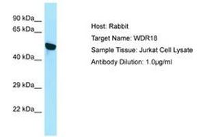 Image no. 1 for anti-WD Repeat Domain 18 (WDR18) (N-Term) antibody (ABIN6750081) (WDR18 Antikörper  (N-Term))