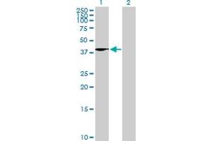 Western Blot analysis of WNT4 expression in transfected 293T cell line by WNT4 MaxPab polyclonal antibody. (WNT4 Antikörper  (AA 1-351))
