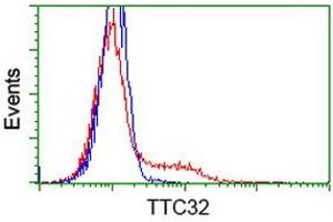 HEK293T cells transfected with either RC209334 overexpress plasmid (Red) or empty vector control plasmid (Blue) were immunostained by anti-TTC32 antibody (ABIN2453736), and then analyzed by flow cytometry. (TTC32 Antikörper)