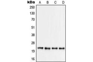 Western blot analysis of RPS9 expression in Jurkat (A), HEK293 (B), HeLa (C), NIH3T3 (D) whole cell lysates. (RPS9 Antikörper  (Center))