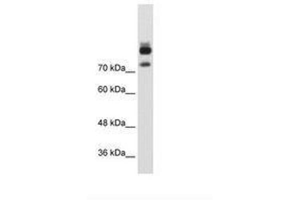 MTMR1 antibody  (AA 551-600)