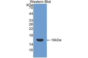 Western Blotting (WB) image for anti-CD160 (CD160) (AA 37-154) antibody (ABIN1858289) (CD160 Antikörper  (AA 37-154))