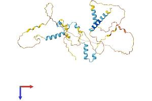 FAM110B Protein (AA 1-370) (His tag)