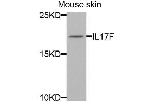 Western blot analysis of extracts of mouse skin, using IL17F antibody (ABIN5973881) at 1/1000 dilution. (IL17F Antikörper)