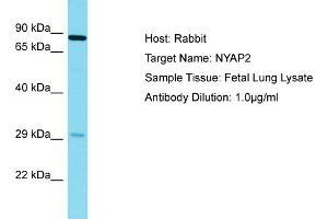 Host: Rabbit Target Name: NYAP2 Sample Tissue: Human Fetal Lung Antibody Dilution: 1ug/ml
