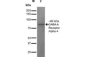 Western Blot analysis of Mouse Brain showing detection of ~60 kDa GABA-A-Receptor-Alpha4 protein using Mouse Anti-GABA-A-Receptor-Alpha4 Monoclonal Antibody, Clone S398A-34 . (GABRA1 Antikörper  (AA 410-450) (PerCP))