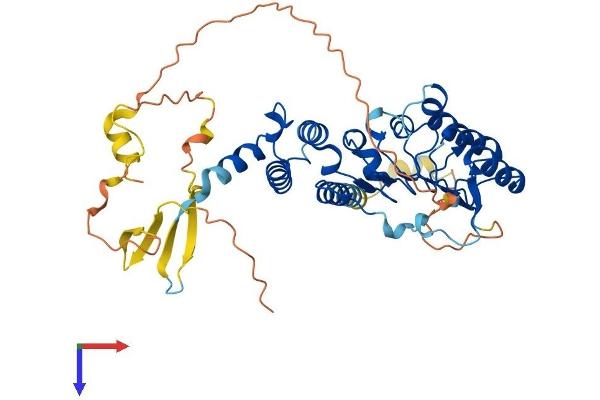 LRRC42 Protein (AA 1-421) (His tag)