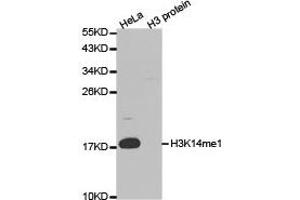 Western blot analysis of extracts of HeLa and H3 protein, using H3K14me1 antibody. (Histone 3 Antikörper  (H3K14me))