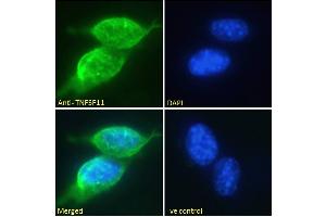 ABIN6391341 Immunofluorescence analysis of paraformaldehyde fixed NIH3T3 cells, permeabilized with 0. (RANKL Antikörper  (Internal Region))