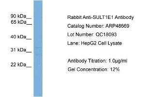 WB Suggested Anti-SULT1E1  Antibody Titration: 0. (SULT1E1 Antikörper  (Middle Region))