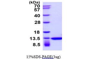 TXN Protein