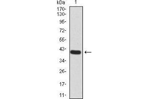 Western blot analysis using Rab13 mAb against human Rab13 (AA: 66-200) recombinant protein. (RAB13 Antikörper  (AA 66-200))