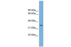 WB Suggested Anti-Nkx3-2 Antibody Titration:  0.