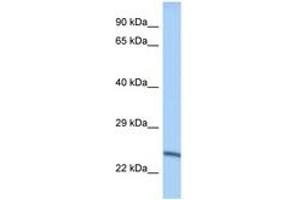 Image no. 1 for anti-Methyltransferase Like 10 (METTL10) (AA 151-200) antibody (ABIN6748082) (METTL10 Antikörper  (AA 151-200))