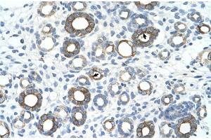 Immunohistochemistry (IHC) image for anti-Ubiquitin-Conjugating Enzyme E2, J1, U (UBE2J1) (N-Term) antibody (ABIN2774737)