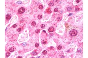 Anti-EIF5A2 antibody IHC staining of human liver. (EIF5A2 Antikörper  (AA 1-153))