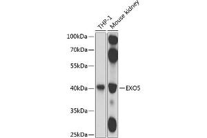Western blot analysis of extracts of various cell lines, using EXO5 antibody (ABIN6133316, ABIN6140359, ABIN6140360 and ABIN6224594) at 1:1000 dilution. (EXO5 Antikörper  (AA 1-373))