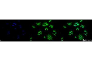 Immunocytochemistry/Immunofluorescence analysis using Rabbit Anti-p90 RSK1 Polyclonal Antibody .