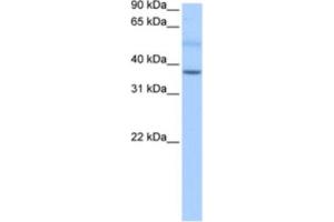 Western Blotting (WB) image for anti-SERTA Domain Containing 2 (SERTAD2) antibody (ABIN2463442) (SERTAD2 Antikörper)