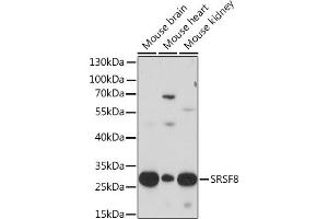 Western blot analysis of extracts of various cell lines, using SRSF8 Rabbit pAb (ABIN7270218) at 1:1000 dilution. (SFRS2B Antikörper  (AA 1-100))