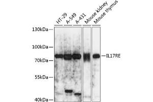Western blot analysis of extracts of various cell lines, using IL17RE antibody (ABIN7267990) at 1:3000 dilution.