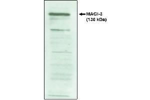 Western blot analysis using MAGI-3, PDZ 4-5 antibody on cell lysates transfected with  full-length human MAGI-3 protein.