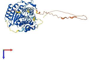 HDAC2 Protein (AA 1-488) (His tag)