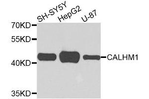 Western blot analysis of extracts of various cell lines, using CALHM1 antibody.
