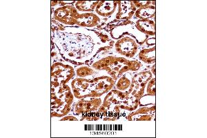 SET Antibody immunohistochemistry analysis in formalin fixed and paraffin embedded human kidney tissue followed by peroxidase conjugation of the secondary antibody and DAB staining. (SET/TAF-I Antikörper  (N-Term))