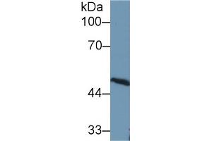 Western Blot; Sample: Rat Cerebrum lysate; Primary Ab: 1µg/ml Rabbit Anti-Rat AT Antibody Second Ab: 0. (SERPINC1 Antikörper  (AA 150-426))