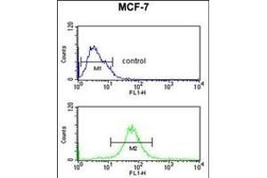 RT25 Antibody (C-term) (ABIN653808 and ABIN2843083) flow cytometric analysis of MCF-7 cells (bottom histogram) compared to a negative control cell (top histogram). (MRPS25 Antikörper  (C-Term))