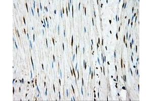 Immunohistochemistry (IHC) image for anti-Amyloid beta (A4) Precursor Protein (APP) antibody (ABIN1496876) (APP Antikörper)