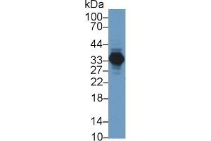 Detection of AGMAT in Porcine Kidney lysate using Polyclonal Antibody to Agmatine Ureohydrolase (AGMAT) (AGMAT Antikörper  (AA 53-151))