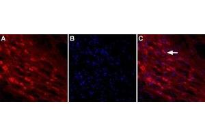 Expression of NLGN2 in rat brainImmunnohistochemical staining of rat reticular thalamic nucleus using Anti-Neuroligin 2 (extracellular) Antibody (ABIN7043362, ABIN7044682 and ABIN7044683). (Neuroligin 2 (NLGN2) Peptid)